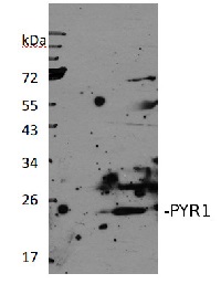 PYR1 | Abscisic acid receptor RCAR11 in the group Antibodies Plant/Algal / Hormones / Biosynthesis/regulation at Agrisera AB (Antibodies for research) (AS13 2634)